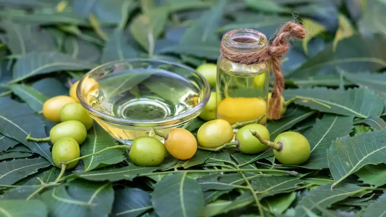 Huile de neem insecticide naturelle, présentée dans un bol et une bouteille, entourée de feuilles et de fruits de neem.