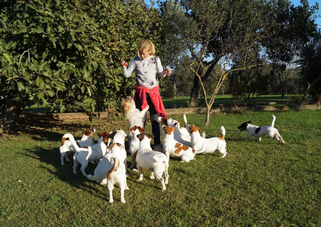 Niña jugando con una manada de alegres jack russell en un jardín soleado.