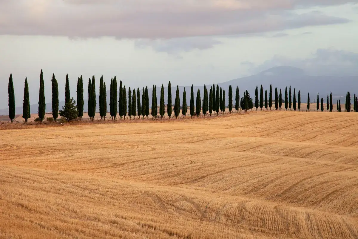 Viali di cipressi iconici in Toscana, vicino a San Quirico d'Orcia, su un campo dorato di grano maturo.