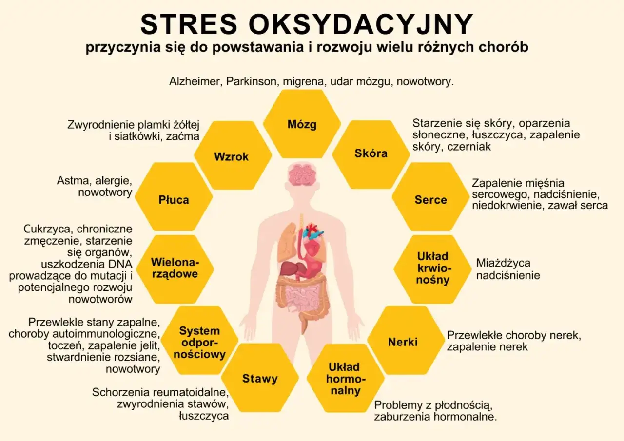 Stres oksydacyjny wpływa na mózg, wzrok, skórę, serce, układ krwionośny, nerki, układ hormonalny, stawy, układ odpornościowy, płuca i wielonarządowo. Antyoksydanty pomagają chronić organizm.