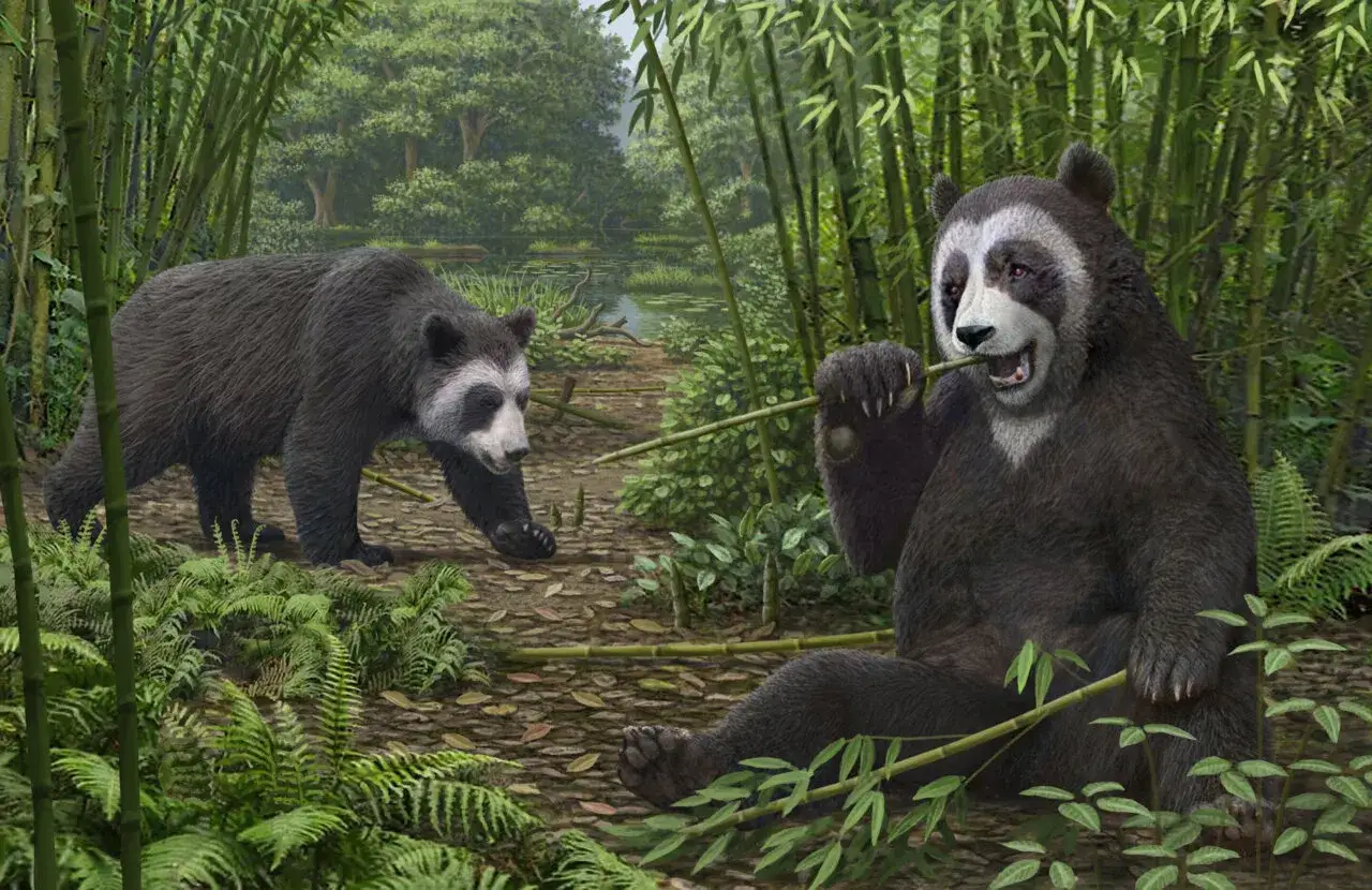 Dwie pandy w bambusowym lesie. Jedna siedzi i je bambus, druga idzie. Tak wygląda co je panda.