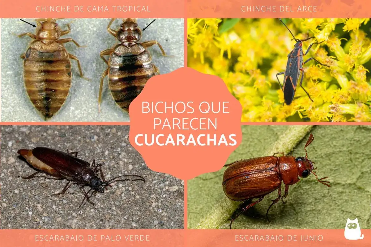 Cuatro insectos que parecen cucarachas: chinches tropicales, chinche del arce, escarabajo de palo verde y escarabajo de junio.