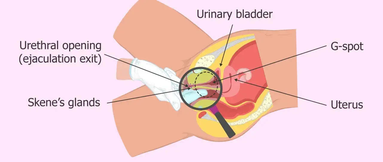Anatomia kobieca z zaznaczonym G-spotem, gruczołami Skene'a i ujściem cewki moczowej, miejscem squirtowania.