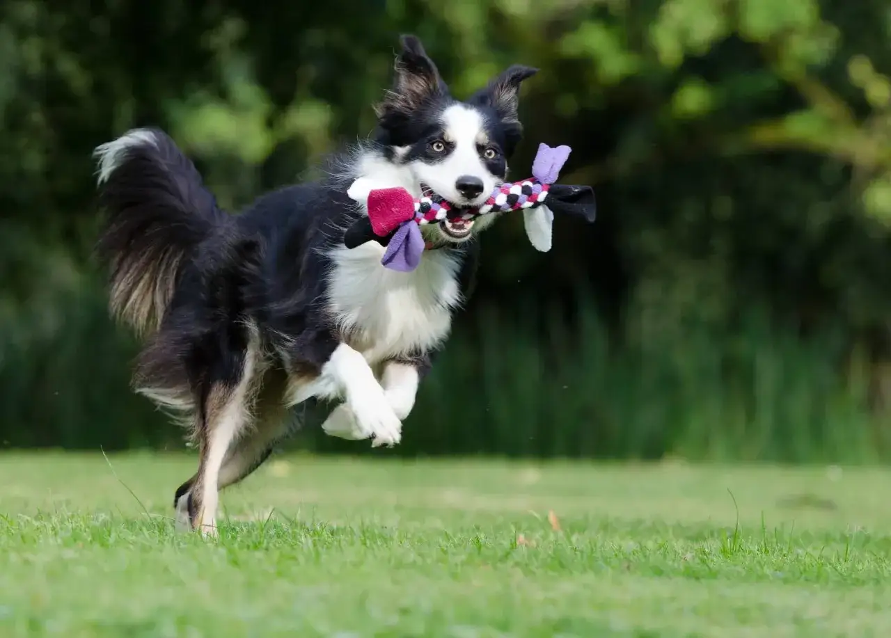 Szczęśliwy border collie w biegu z zabawką w pysku. Klucz do sukcesu, jak wytresować border collie, to zabawa i pozytywne wzmocnienia.
