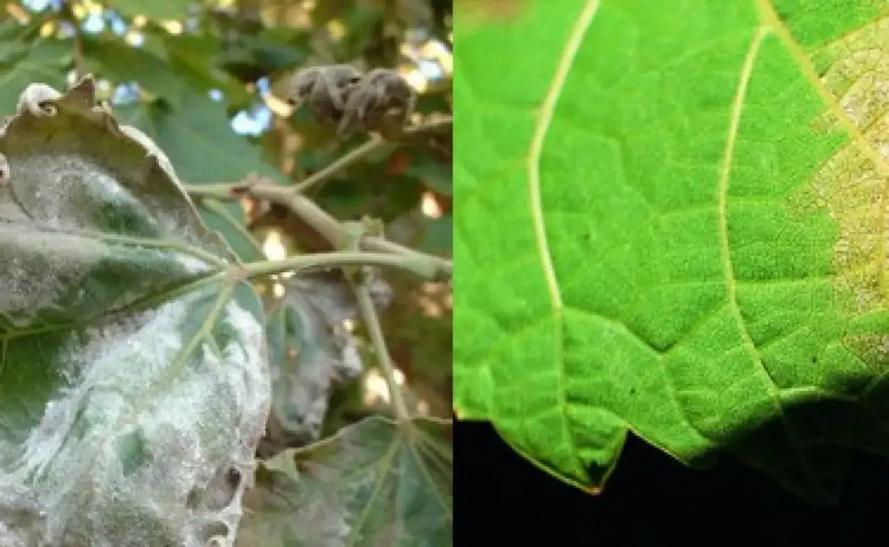 Hojas de vid afectadas por oidio hongo, con una parte mostrando el moho blanco y la otra una hoja sana.