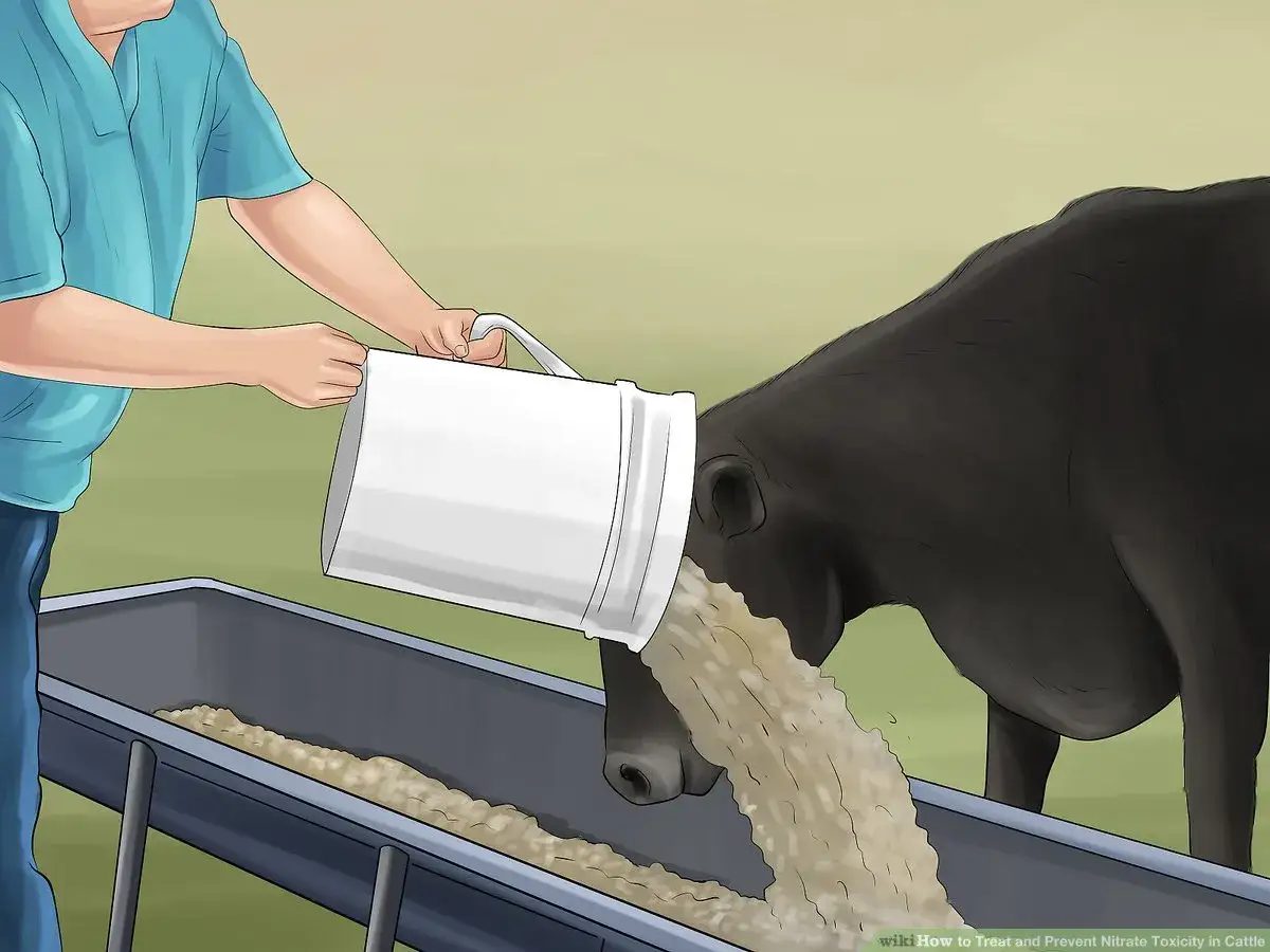 A person pours feed from a bucket into a trough for a black cow, illustrating prevention of nitrate poisoning in cattle.