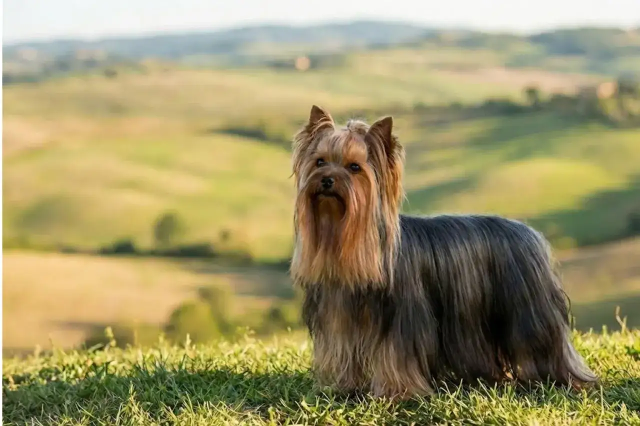 Elegancki yorkshire terrier, którego waga jest idealna, pozuje na tle zielonych wzgórz.