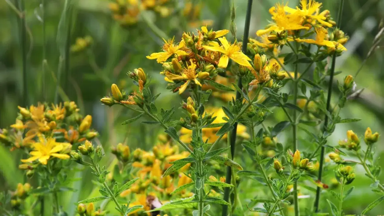 Johanniskrautbl&uuml;ten im Gr&uuml;nen. Bekannt f&uuml;r seine beruhigende Johanniskraut Wirkung auf den Schlaf.