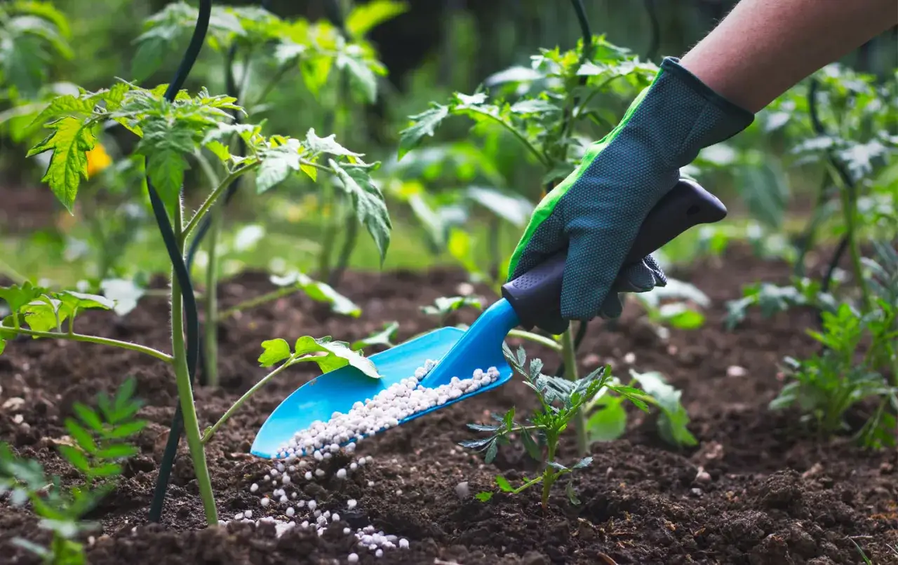 Mano guantata sparge concime bio con una paletta blu vicino a giovani piantine di pomodoro in un orto.