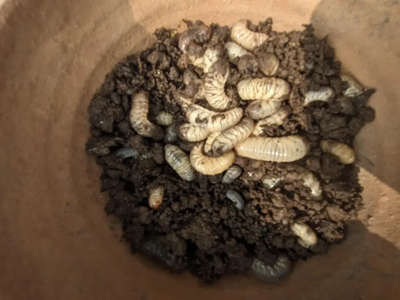 Gros plan sur un tas de terre rempli de larves de cétoine dorée, certaines enroulées, d'autres allongées.
