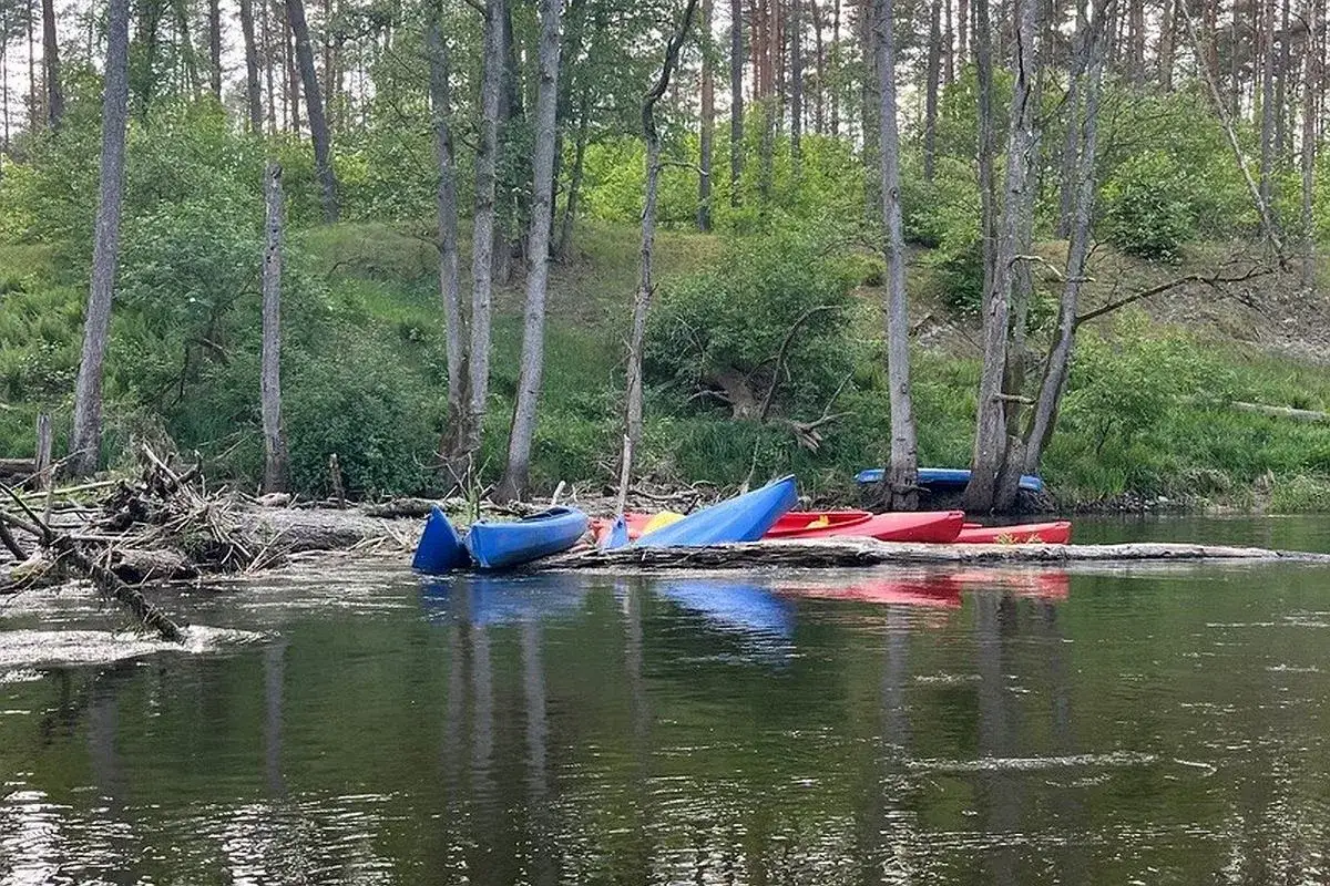 Kolorowe kajaki na brzegu jeziora Zagnanie, wśród drzew i powalonych konarów.