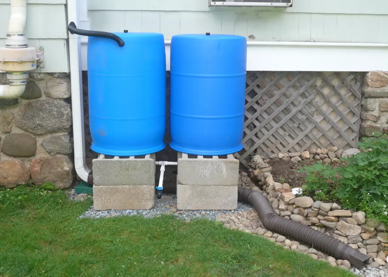 Two blue barrels serve as a DIY rain barrel system, collecting water from a downspout.