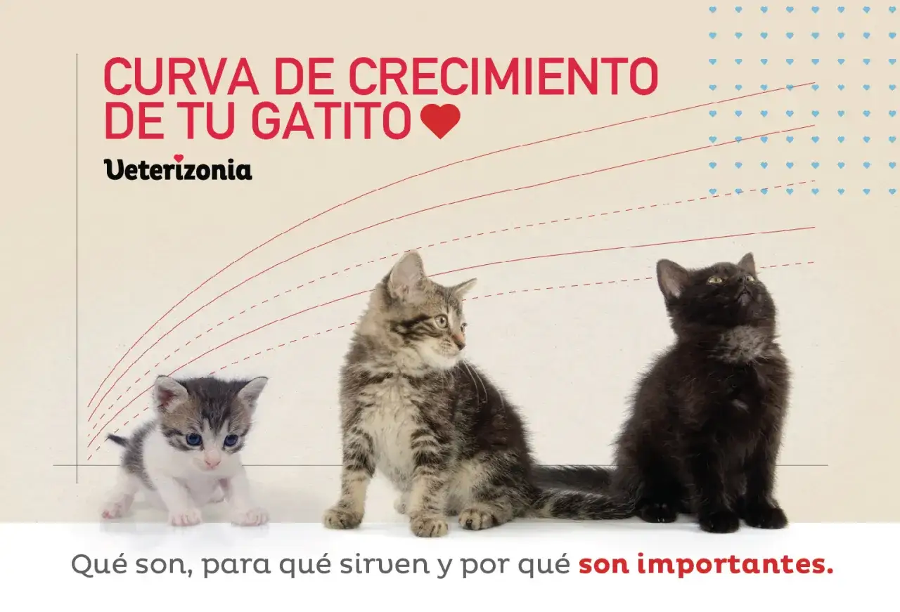 Tres gatitos de diferentes tamaños, uno blanco y gris, uno atigrado y uno negro, posan junto a una gráfica de crecimiento. El gatito blanco y gris es el más pequeño, representando un gato de 2 meses tamaño.