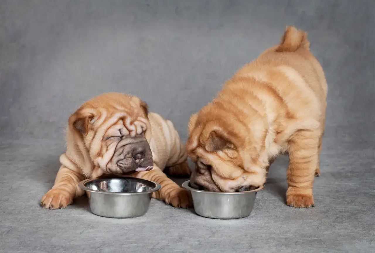 Dwa urocze szczenięta rasy Shar Pei jedzą z misek. Pytanie 