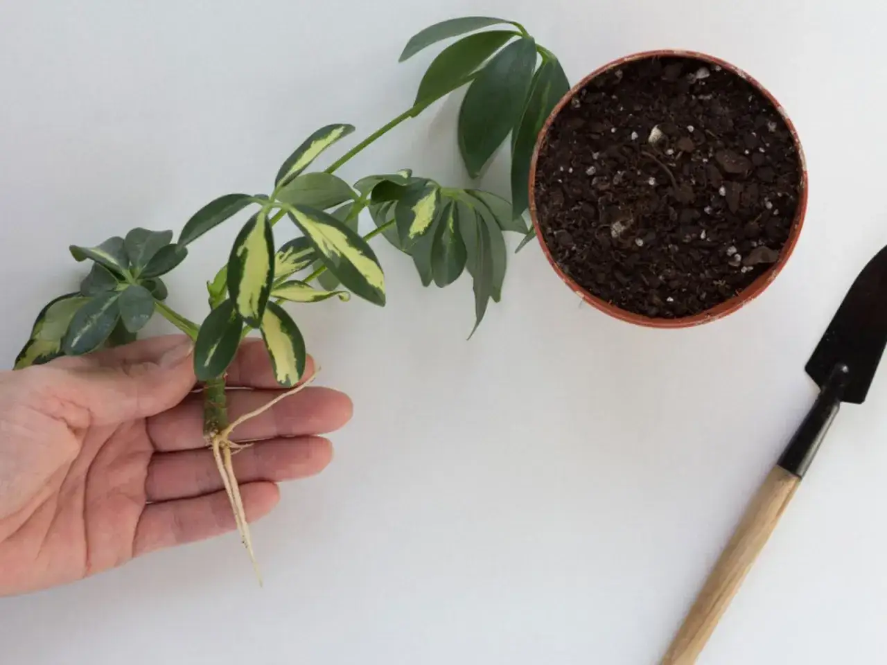 En hand h&aring;ller en paraplyaralia stickling med r&ouml;tter. Bredvid finns en kruka med jord och en liten spade, redo f&ouml;r omplantering.