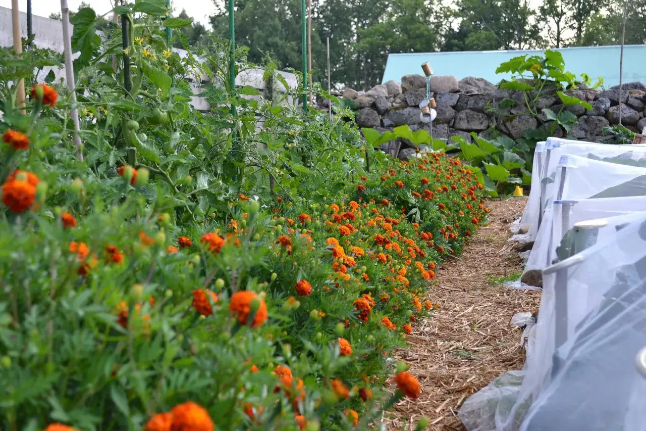 En rad med tomatplantor i en pallkrage, omgivna av blomstrande ringblommor.