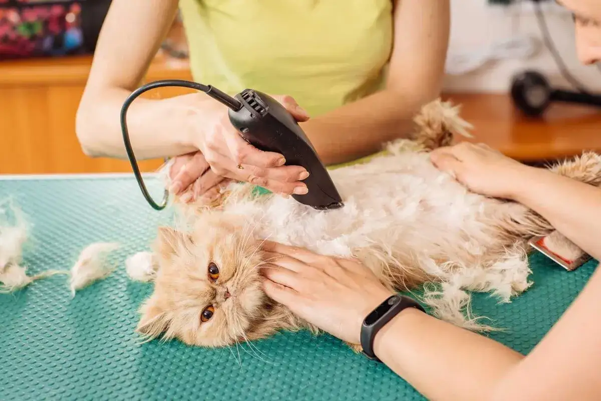 A groomer carefully demonstrates how to shave a cat, using clippers on its fluffy fur while another person holds the cat gently.