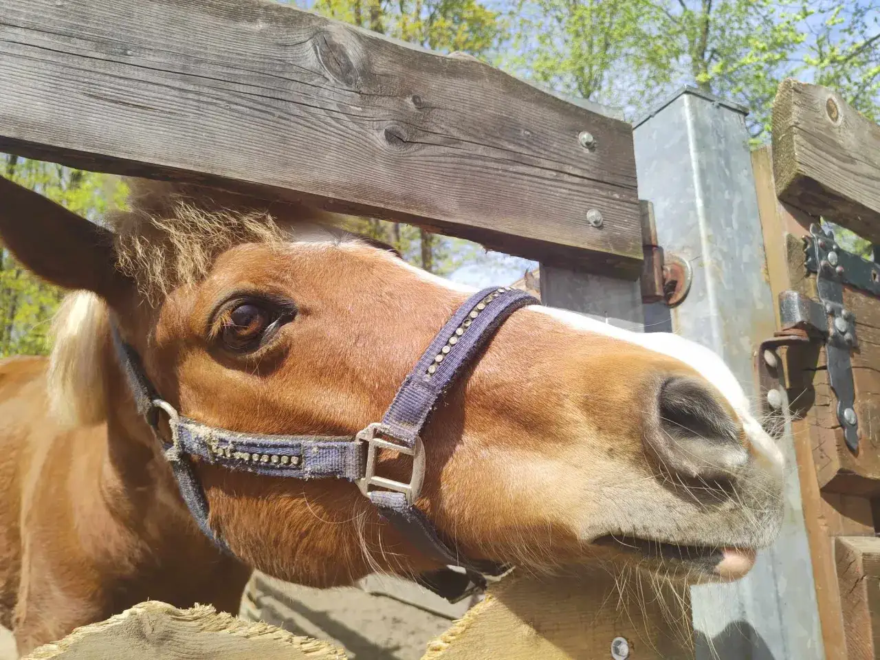 Brązowy koń z białą łatką na pysku w mini zoo Żywiec, z zaciekawieniem spogląda na przechodzących ludzi.