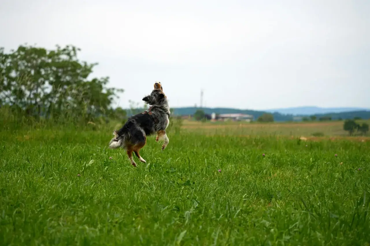 Un border collie salta en un campo verde, con la mirada fija en el cielo.