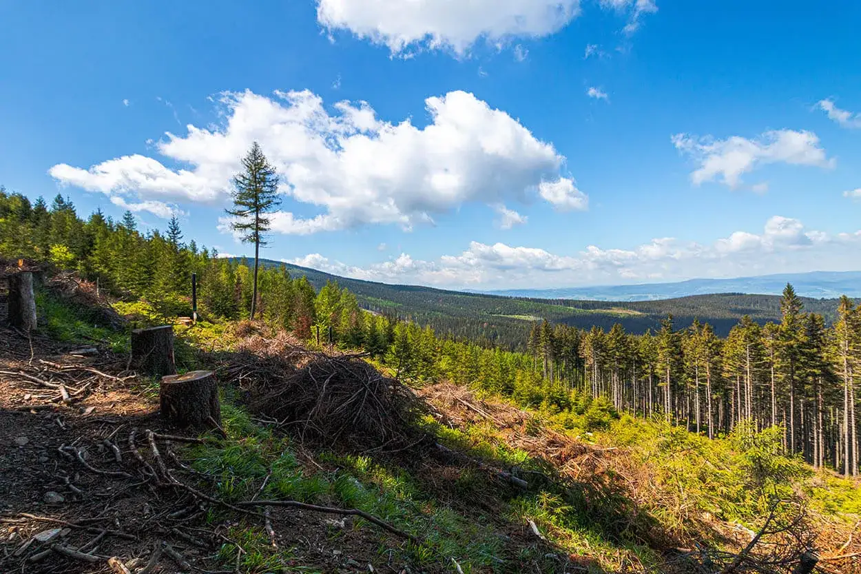 Widok na las w **śnieżnicki park krajobrazowy**. Widać ścięte drzewa, młode drzewka i rozległy las w oddali pod błękitnym niebem z chmurami.