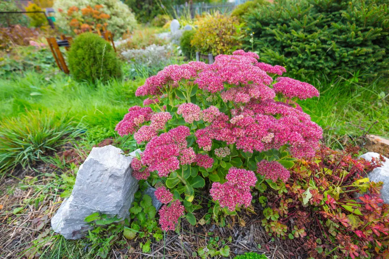 Gros plan sur une plante sedum aux fleurs roses vives, entourée de verdure et de rochers dans un jardin.