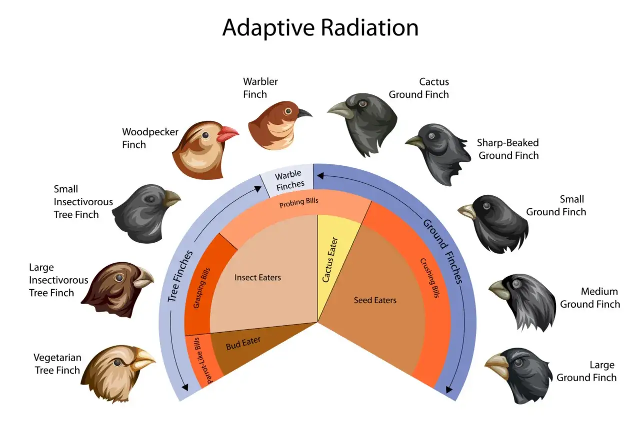Illustration zeigt adaptive Radiation von Finken mit unterschiedlichen Schnäbeln und Ernährungsweisen.