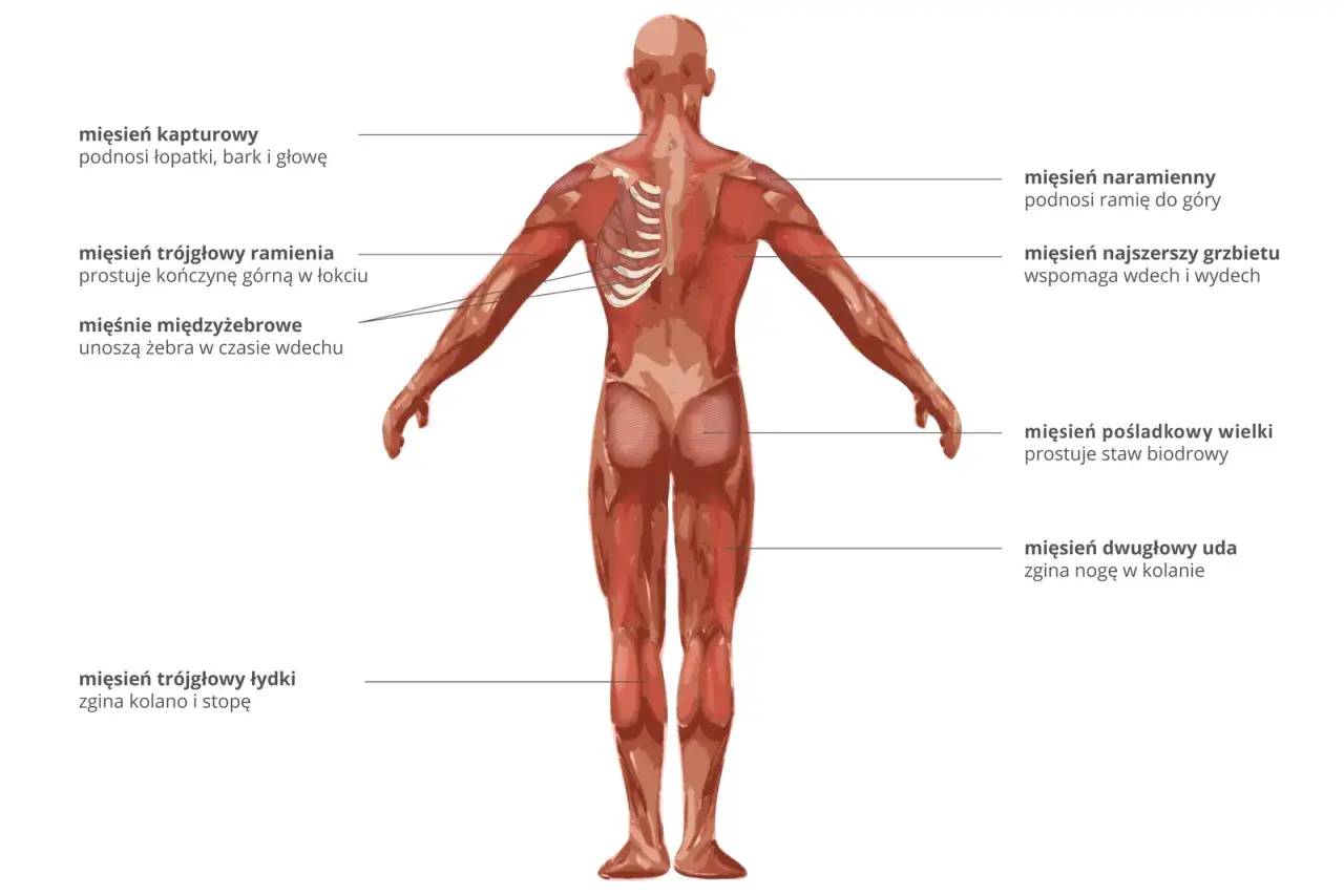 Anatomia człowieka: widok z tyłu, ukazujący mięśnie i ich funkcje. Dowiedz się, ile mięśni ma człowiek i jak pracują.