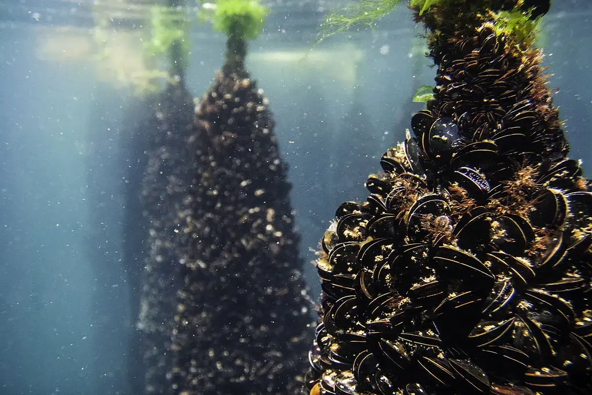 Bateas galicia, llenas de mejillones creciendo bajo el agua.