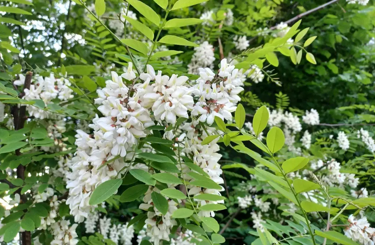 Robinia akacjowa, czyli popularna akacja, kwitnie białymi, pachnącymi gronami.