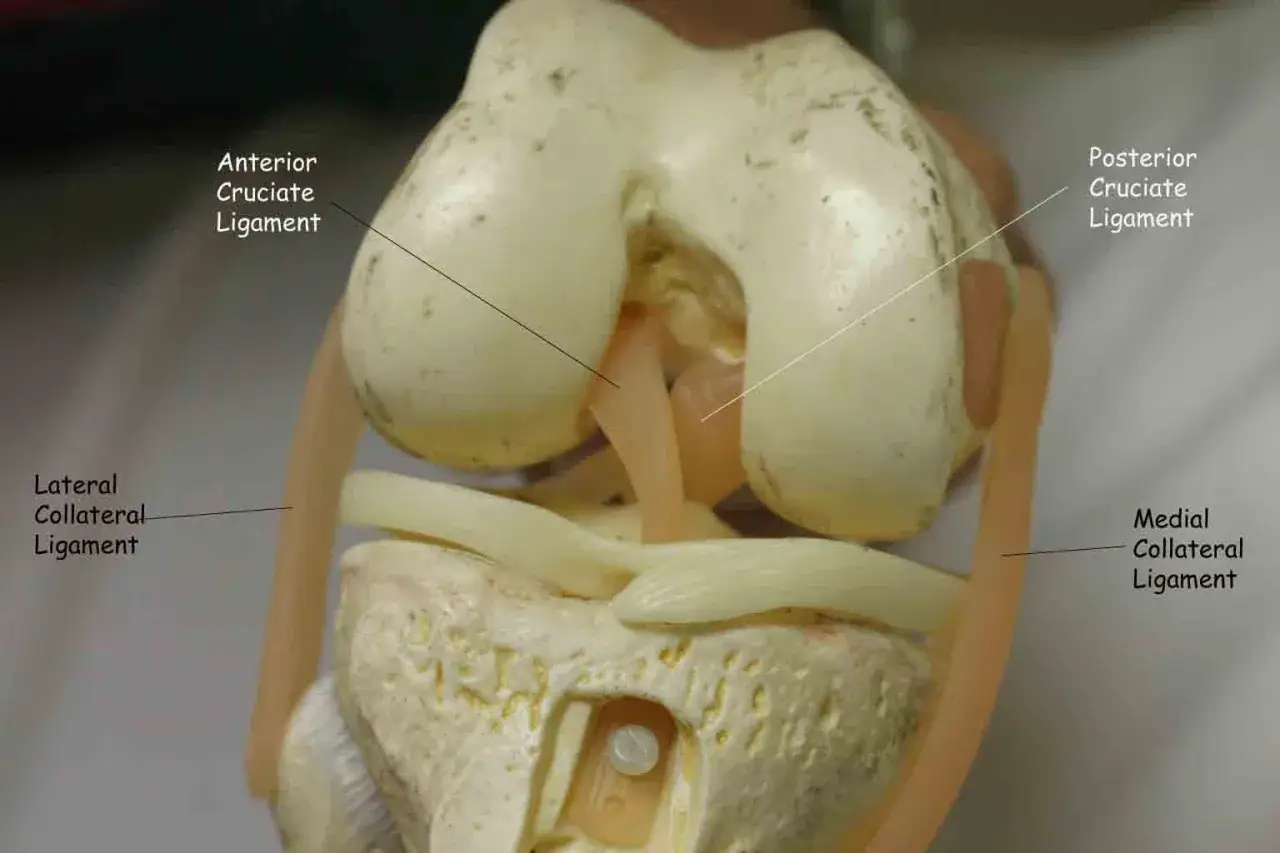 Model anatomiczny kolana z widocznymi więzadłami: przednim i tylnym krzyżowym, pobocznym przyśrodkowym i bocznym.