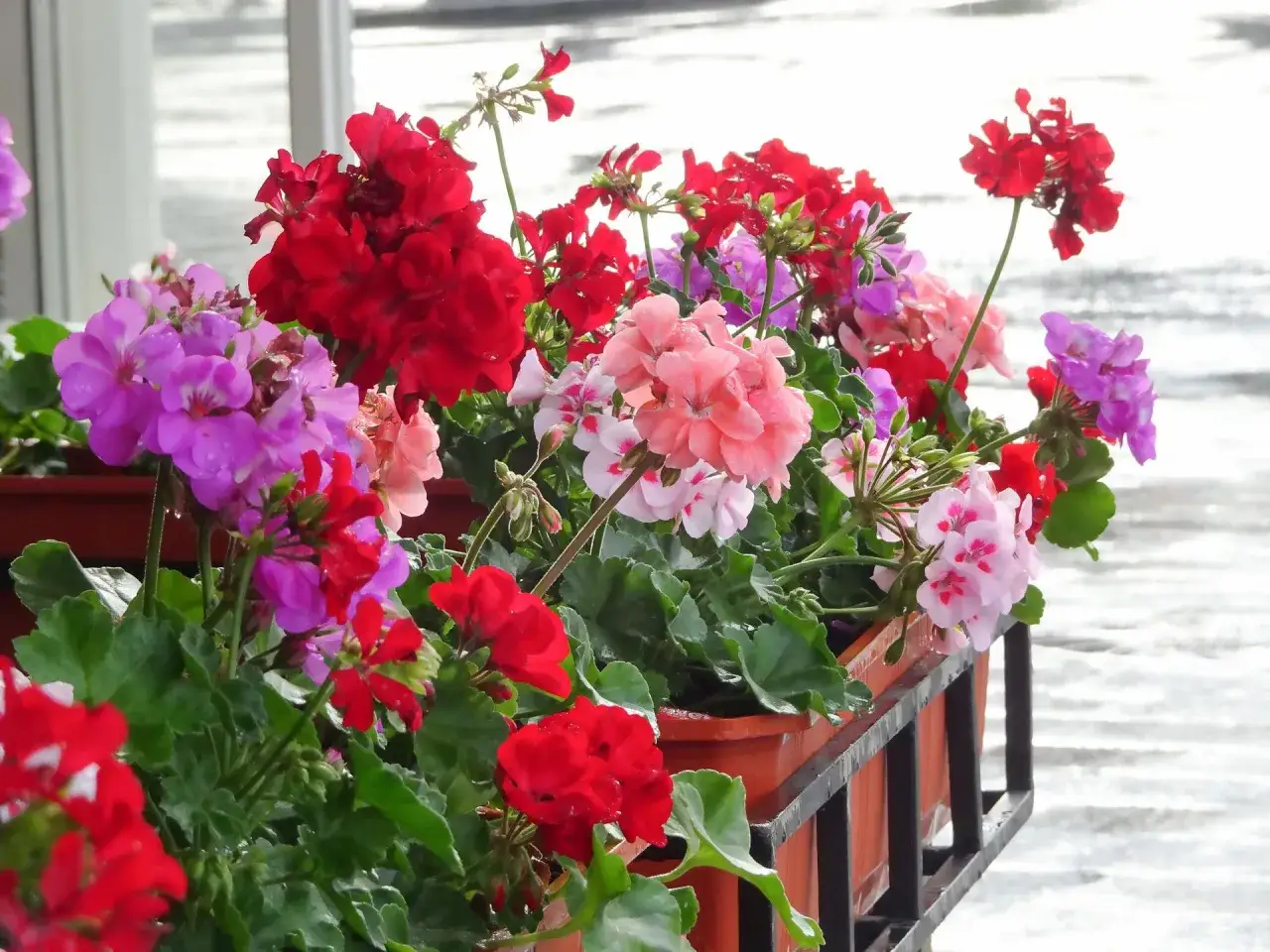 Kwiaty pelargonii w doniczkach, pięknie kwitnące na czerwono, różowo i fioletowo. To dowód, że domowy nawóz do pelargonii działa cuda!