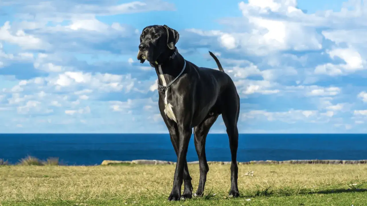 Czarny dog niemiecki, imponująca waga i sylwetka, stoi na trawie nad morzem.
