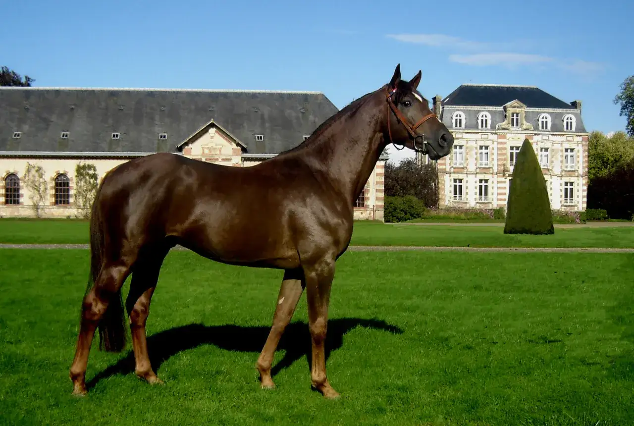 Un magnifique cheval bai, fier et élégant, se tient dans un parc verdoyant devant un château.