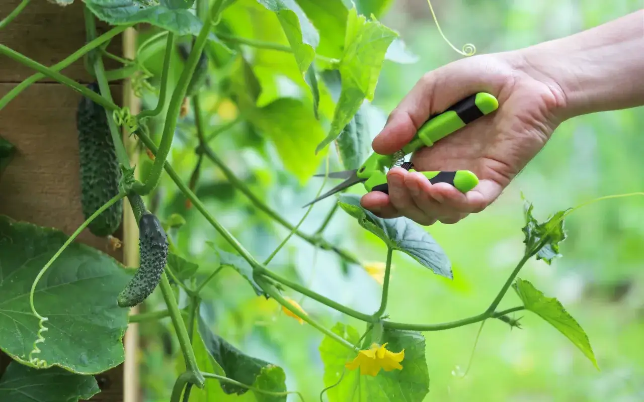 Main d'un jardinier coupant un concombre de petite taille avec des ciseaux verts.