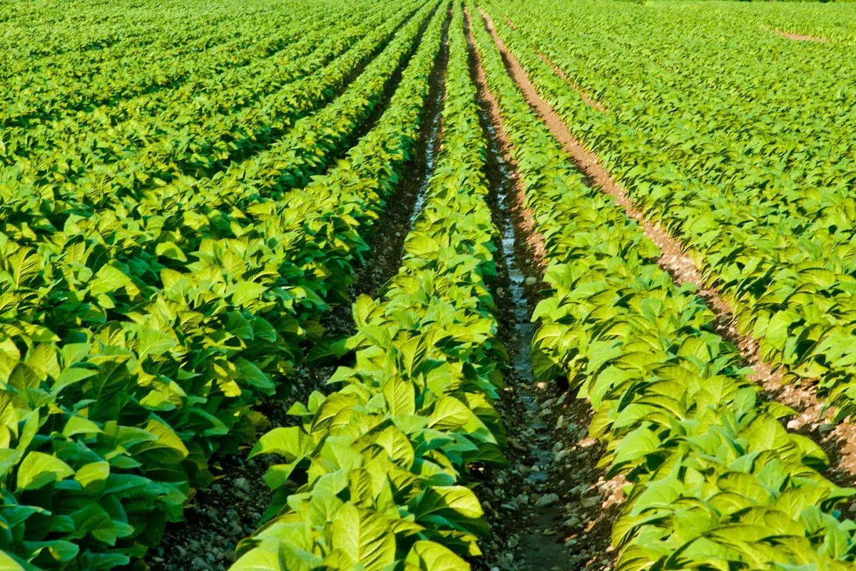 Vasto campo verde dove si coltiva tabacco in file ordinate. L'irrigazione scorre tra le piante rigogliose.