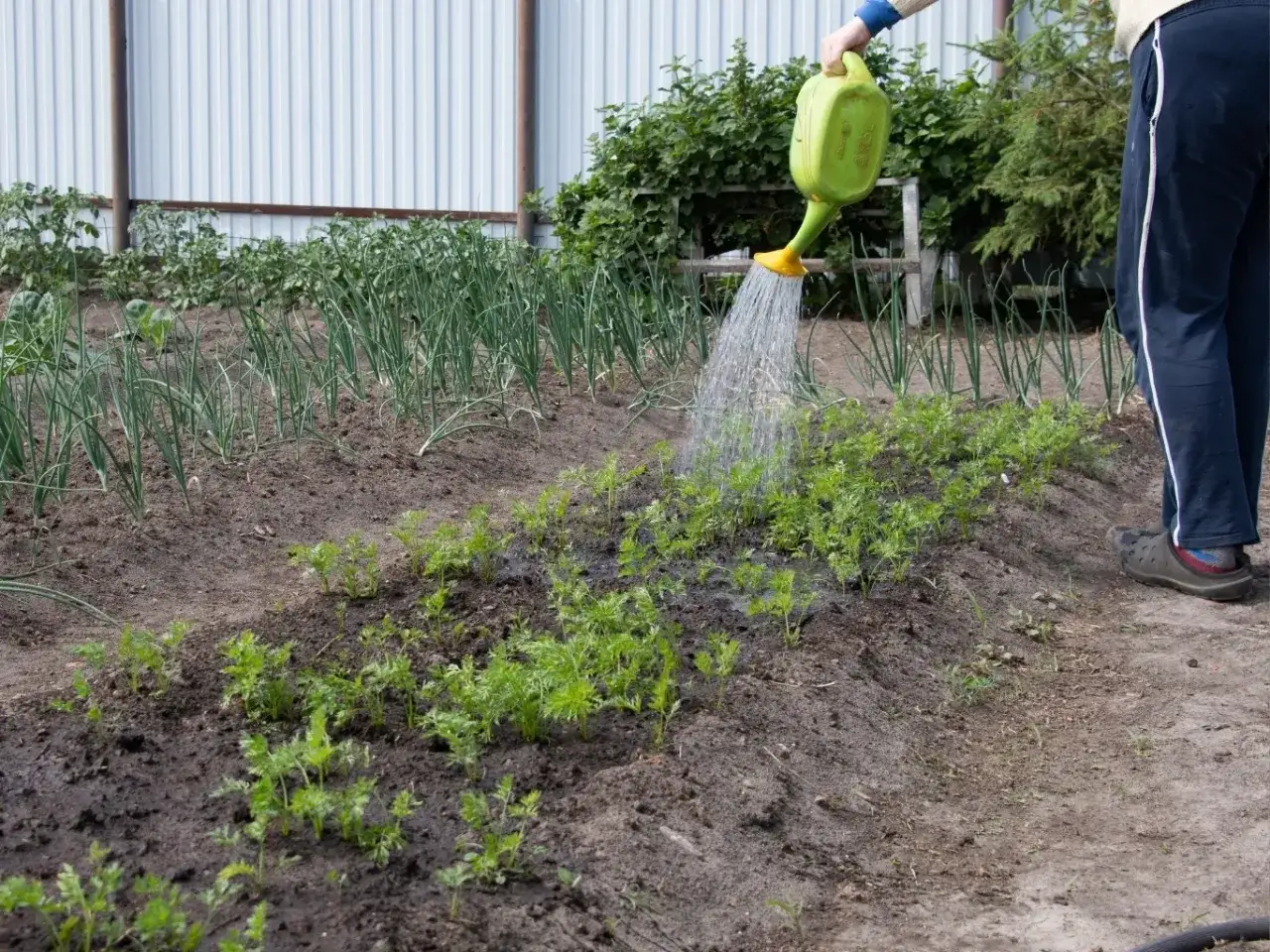 Osoba podlewa grządki z młodymi marchewkami, które można podlać gnojowką z pokrzyw. W tle widać cebulę.