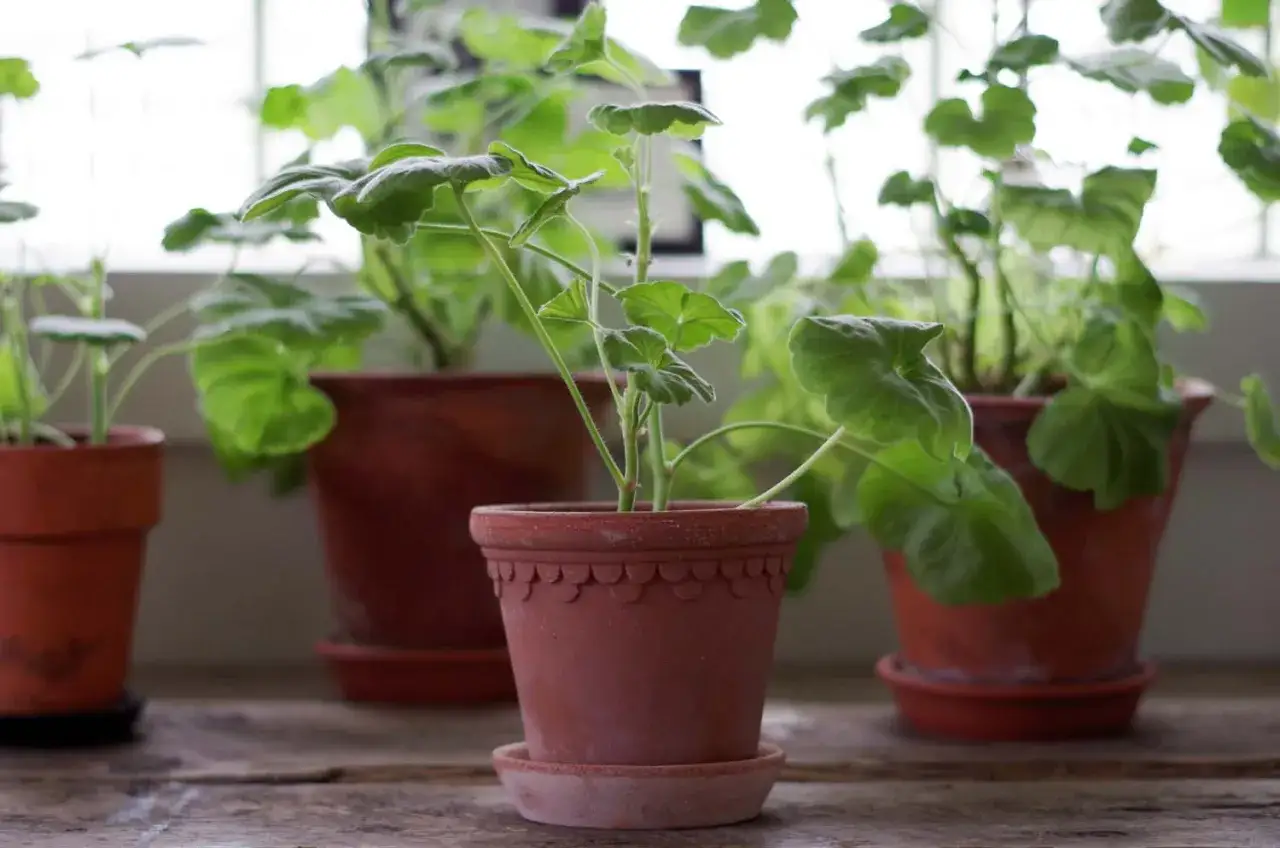Flera rangliga pelargoner i terrakottakrukor står på en träyta framför ett fönster.