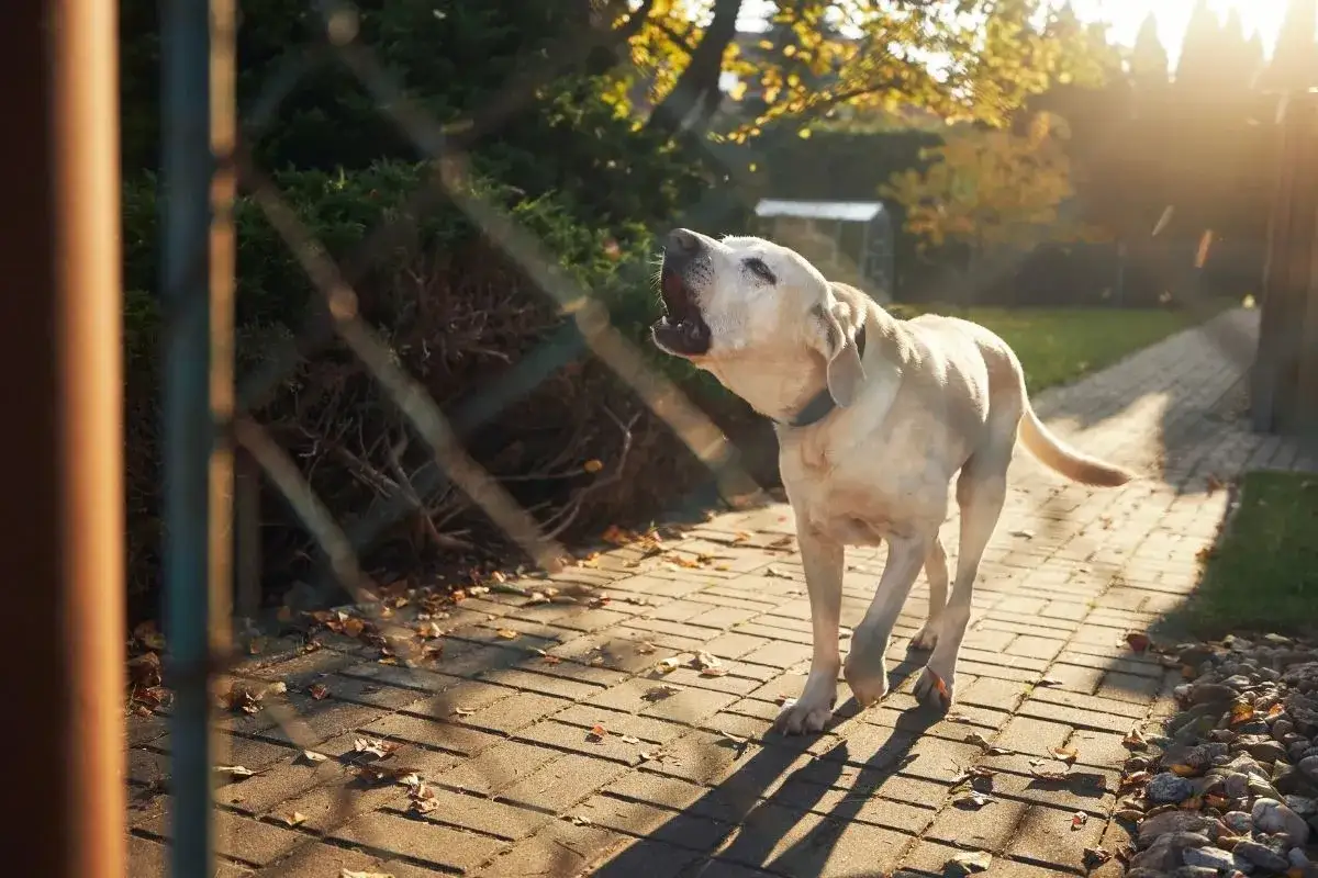 Ein heller Labrador bellt laut im Garten.
