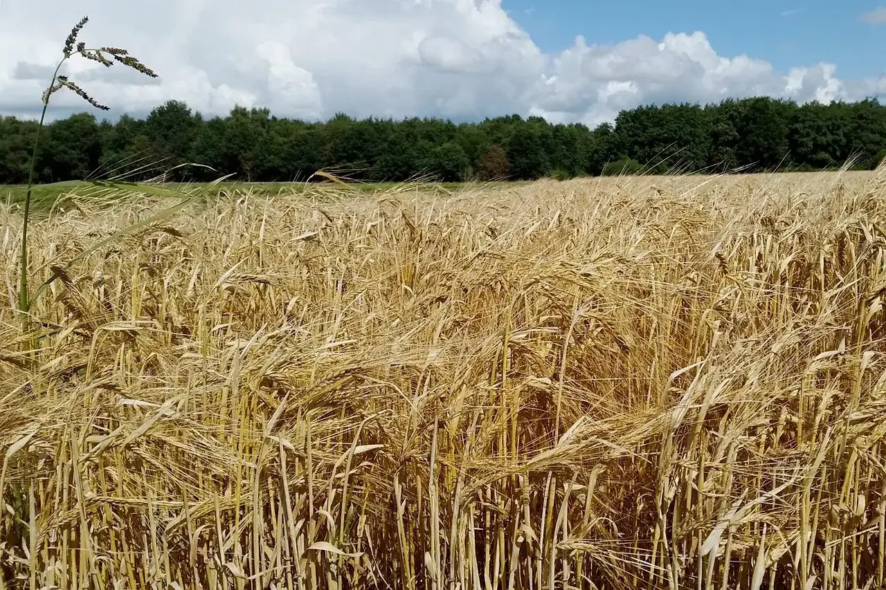 Ett f&auml;lt med gyllene majs v&auml;xt str&auml;cker sig mot en skogsdunge under en molnig himmel.