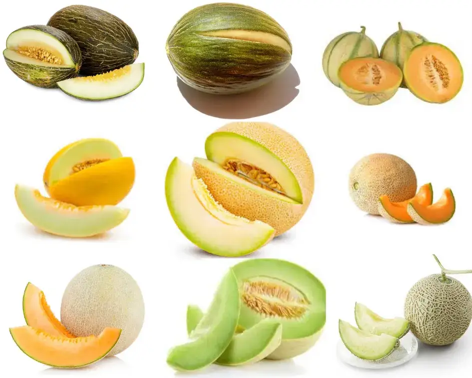 Tipos de melón maduro