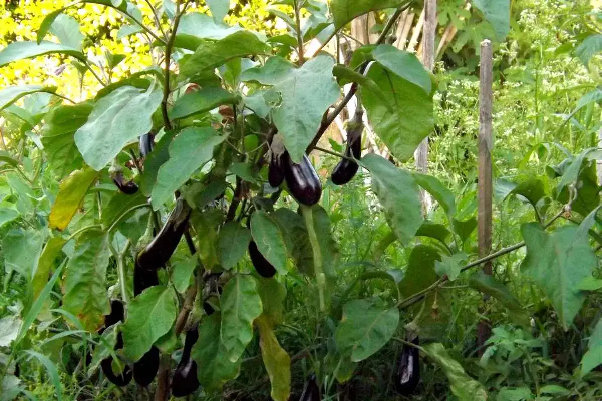 Plante d'aubergines avec plusieurs fruits violets mûrs, prêts à être récoltés.