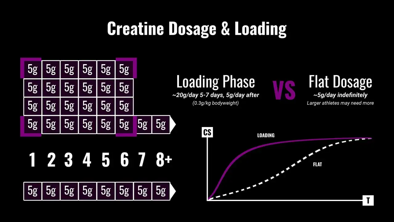 Schéma comparant la phase de charge et la dose plate de créatine. Quand prendre la créatine ? La phase de charge est plus rapide.