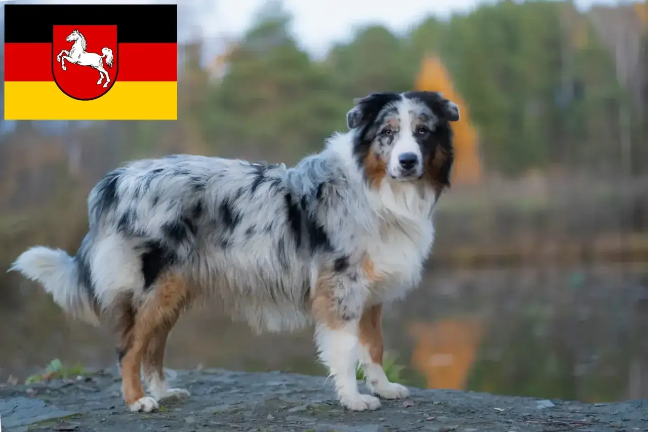 Ein wundersch&ouml;ner Australian Shepherd Showlinie mit blauem Fell und einem deutschen Bundesland-Wappen im Hintergrund.