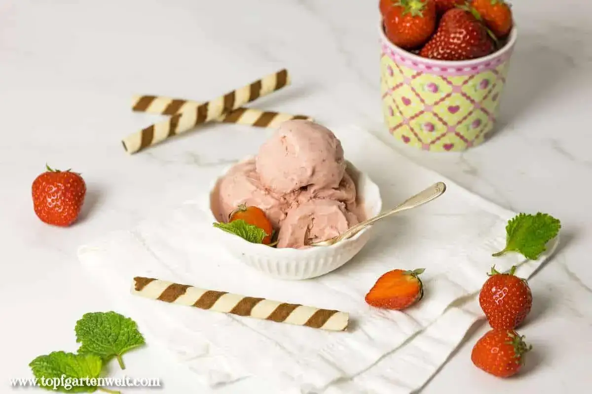Ein Schüsselchen cremiges italienisches Erdbeereis, garniert mit frischen Erdbeeren und Minze. Dazu knusprige Waffelröllchen.