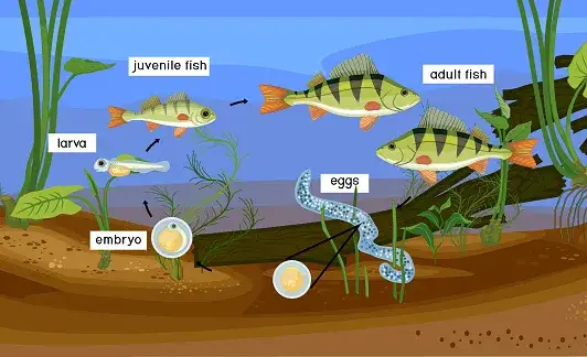 Cykl życia ryby diagram