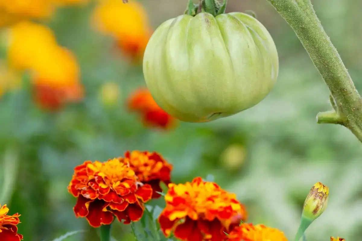 Un jeune plant de tomate avec des fleurs de souci orange et jaunes. Le souci est une excellente plante à mettre à côté des tomates.