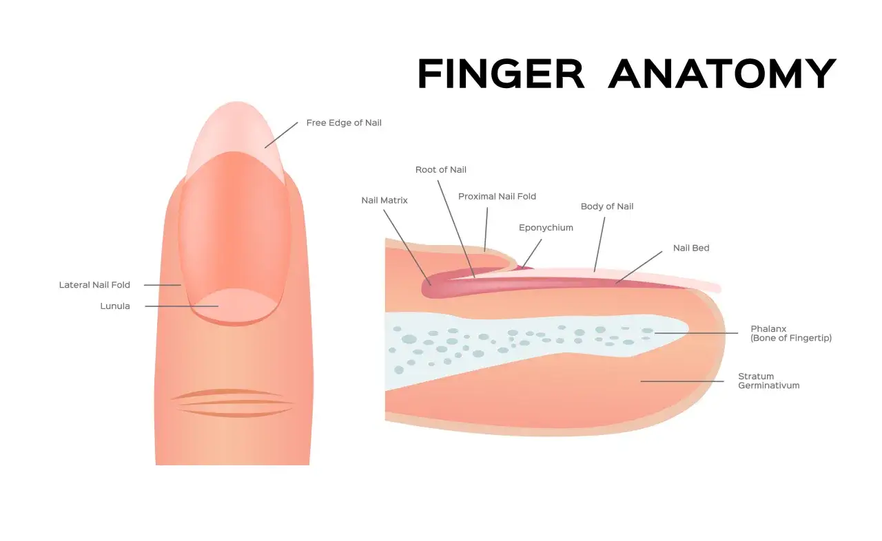 Anatomia palca: macierz paznokcia, lunula, korzeń, płytka i falanga. Dowiedz się, jak pobudzić macierz paznokcia do wzrostu.