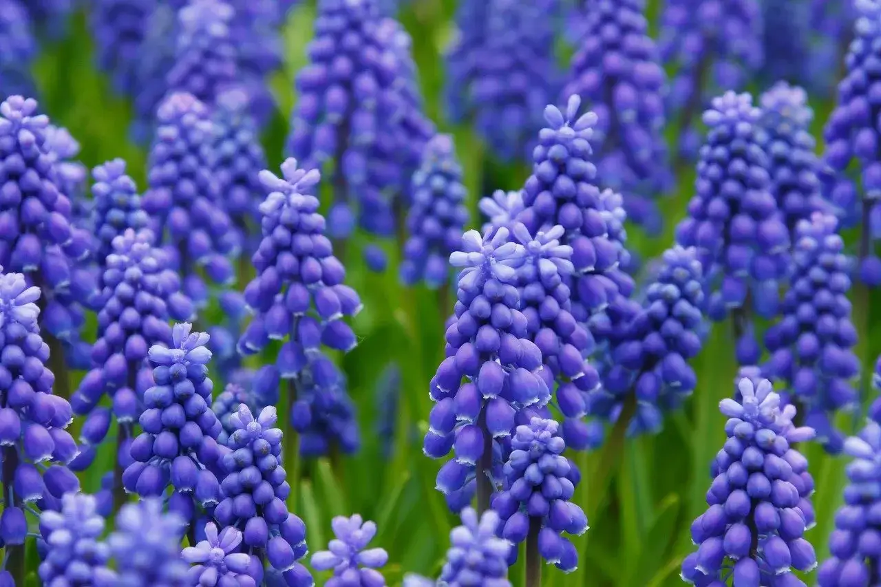 Ein Feld voller Traubenhyazinthen, deren blaue blumen namen sie zieren. Kleine, glockenf&ouml;rmige Bl&uuml;ten bilden dichte Trauben.