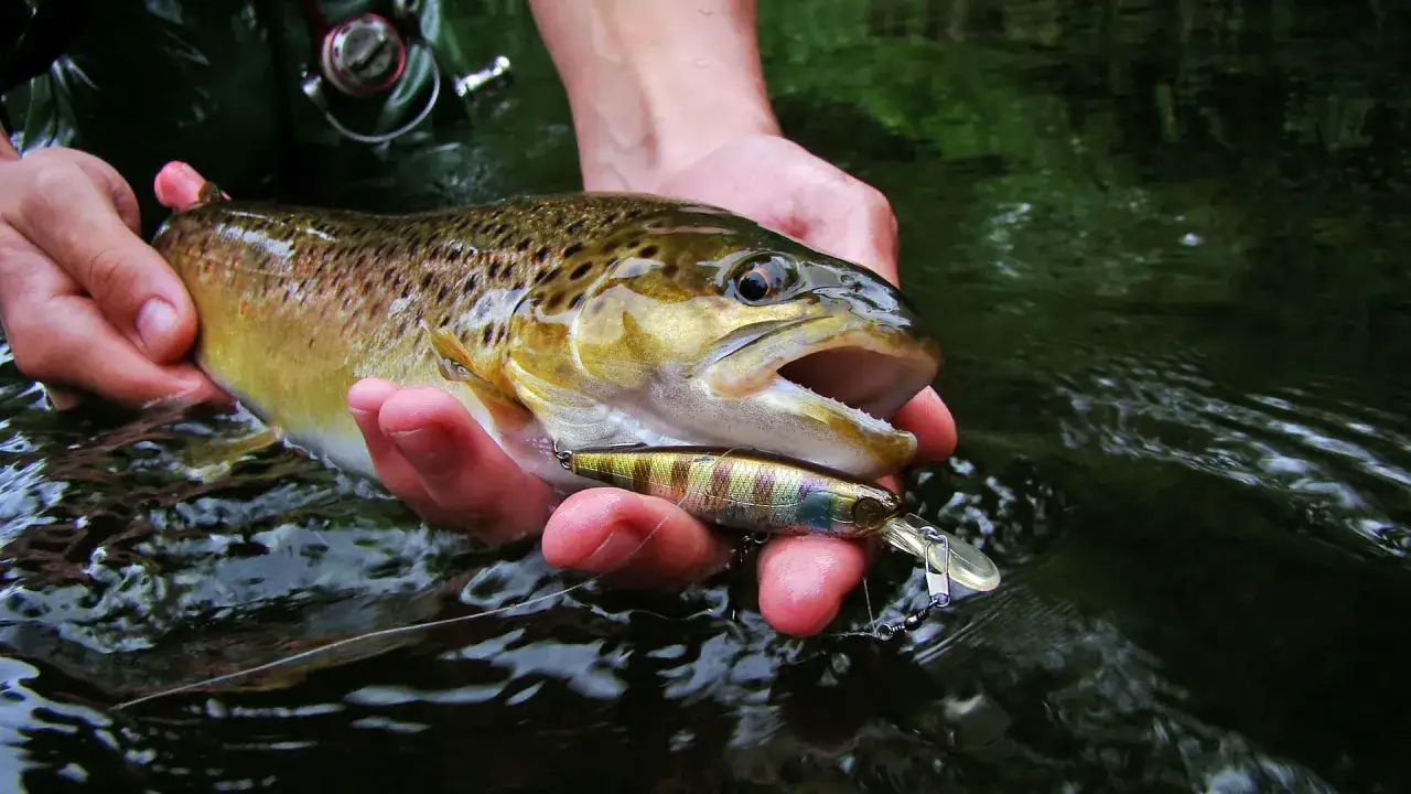 Erfolgreiches Angeln am Bach: Ein Angler h&auml;lt einen frisch gefangenen Fisch mit einem K&ouml;der im Maul.