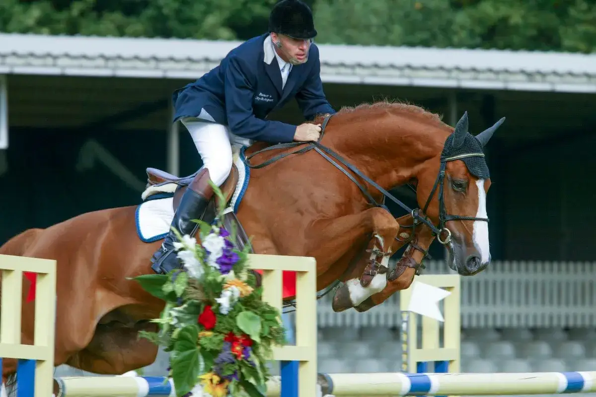 Le cheval Tangelo van de Zuuthoeve saute un obstacle, son cavalier concentré sur la performance.